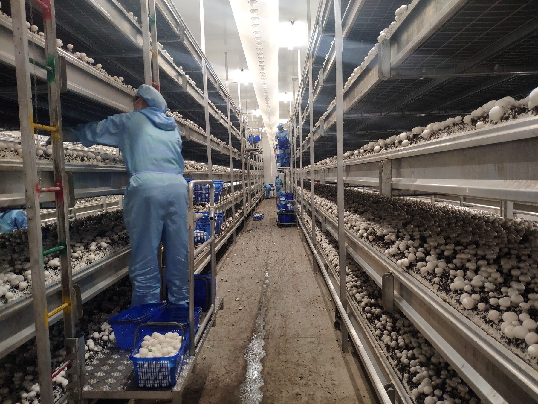 安徽众兴菌业科技有限公司员工正在采摘双孢蘑菇