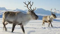 Finland introduces app to help drivers avoid killing reindeer 