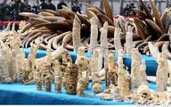 Namibia welcomes China's ivory ban 