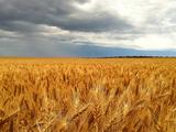 Australia's east coast sees huge grain harvest 