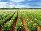 China, Serbia sign MOU on agriculture 