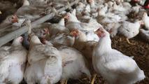 China steps up human H7N9 avian flu prevention 