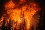 Chile's forest fires cost 363 million U.S. dollars 