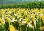 China to reduce corn planting area 