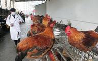 China steps up prevention of human H7N9 avian flu