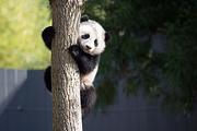 China welcomes U.S.-born panda home 