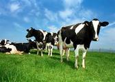 Chinese dairy demand bolsters New Zealand trade surplus 