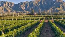 China's vineyard continues to grow in 2016 