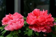 China's "city of peonies" to export flowers to Australia 