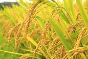 China acts on rice smuggling 