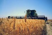 China expects bumper harvest of summer grain 