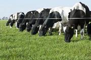 Ukraine expects to expand dairy exports to China