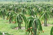 Vietnam's farm export up 13.1 pct in first half