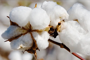 China greenlights launch of cotton yarn futures 