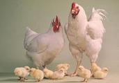 Namibia lifts ban on poultry imports from Spain 