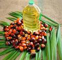  Indonesia faces more barriers in palm oil exports 