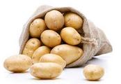 Potato research institute established in Xinjiang 