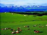   China reports improvement in grassland environment 