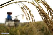   China set to see another bumper year for grain output