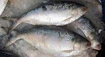 EU partners with EAC to facilitate cross-border fish trade 