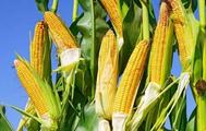 Chinese conglomerate acquires Dow AgroSciences' corn seed business in Brazil