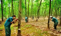 Vietnam Rubber Group to make IPO, list shares 