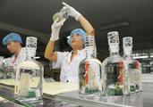 Baijiu distiller in Sichuan sees heady times ahead 