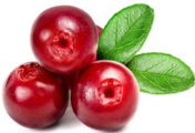   Peru ranks as China's second-largest cranberry exporter 