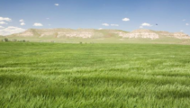 Xinjiang provides subsidies, awards for grassland conservation 