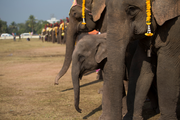 Chinese company signs agreement to build elephant protection center in Laos