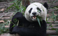 China, Spain extend giant panda loan agreement