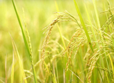 Japanese man promotes green farming in China