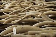 Feature: China continues strengthening ivory ban