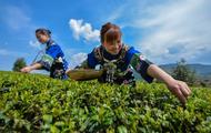 Tongren brews up big tea opportunities