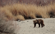 Mongolia to receive technical assistance from China to save world's rarest bear 