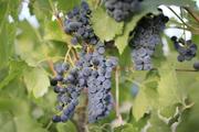 Gobi offers fine climate for wineries in Xinjiang