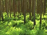 Forestry companies help remote areas reduce poverty