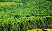 Output value of China's forestry industry hits record 