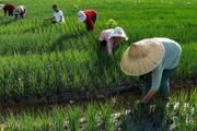 China expanding agricultural cooperation with Belt and Road countries
