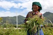 China's 2018 summer grain output slightly down 