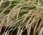 China gives insurance subsidies to major grain crops' seed production 