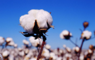 China's cotton output continues growth in 2018