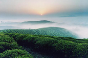 Guizhou seeks to become China's largest tea exporter by 2020