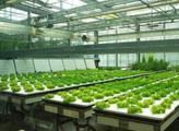Across China: A glimpse into China-Israel high-tech agricultural park 
