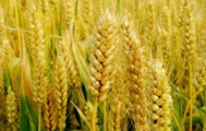 China plans further crop structure improvement
