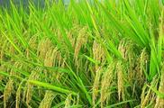 Introduced Chinese hybrid rice varieties to foster rice production in Namibia 