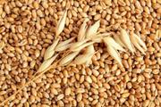 Kazakhstan expected to supply barley and corn to Chinese market