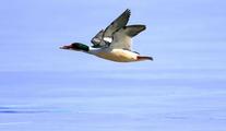 China to step up protection of endangered Chinese mergansers 