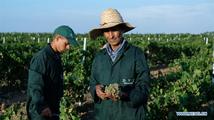 Feature: Moroccan winery aims to enter Chinese market via China's first import expo 