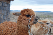 Australian alpacas settle down in central China